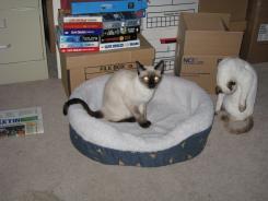 more kittens
